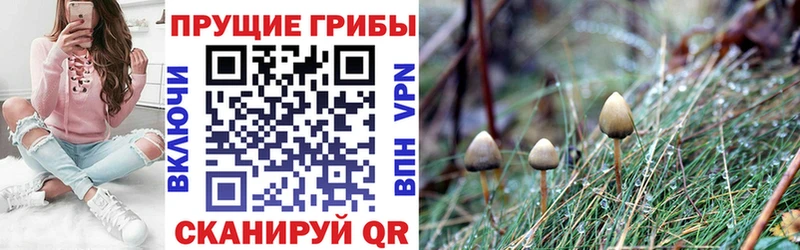 Псилоцибиновые грибы Psilocybine cubensis  OMG как войти  Верхнеуральск 
